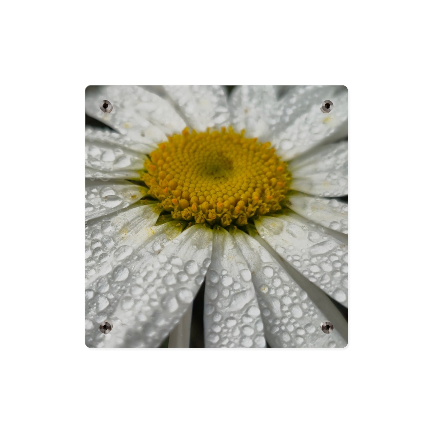 Daisy Acrylic Floral Wall Art