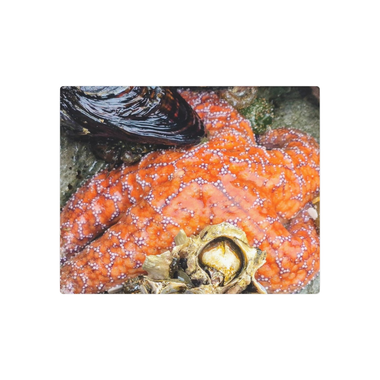 Starfish Metal Wall Art