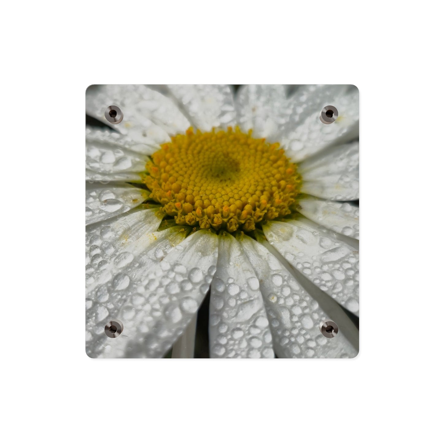 Daisy Acrylic Floral Wall Art