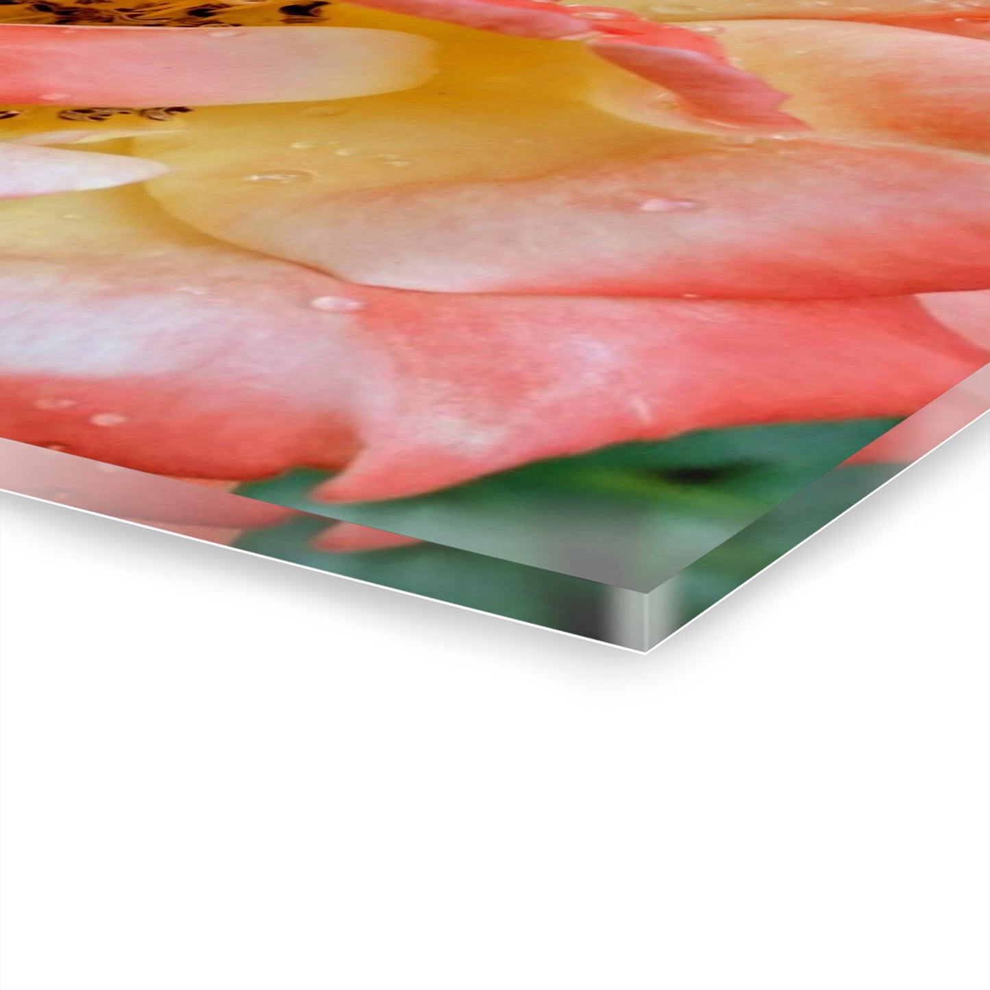 Pink Rose Acrylic Print