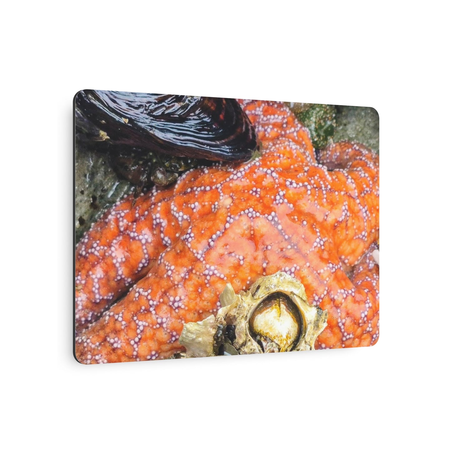 Starfish Metal Wall Art