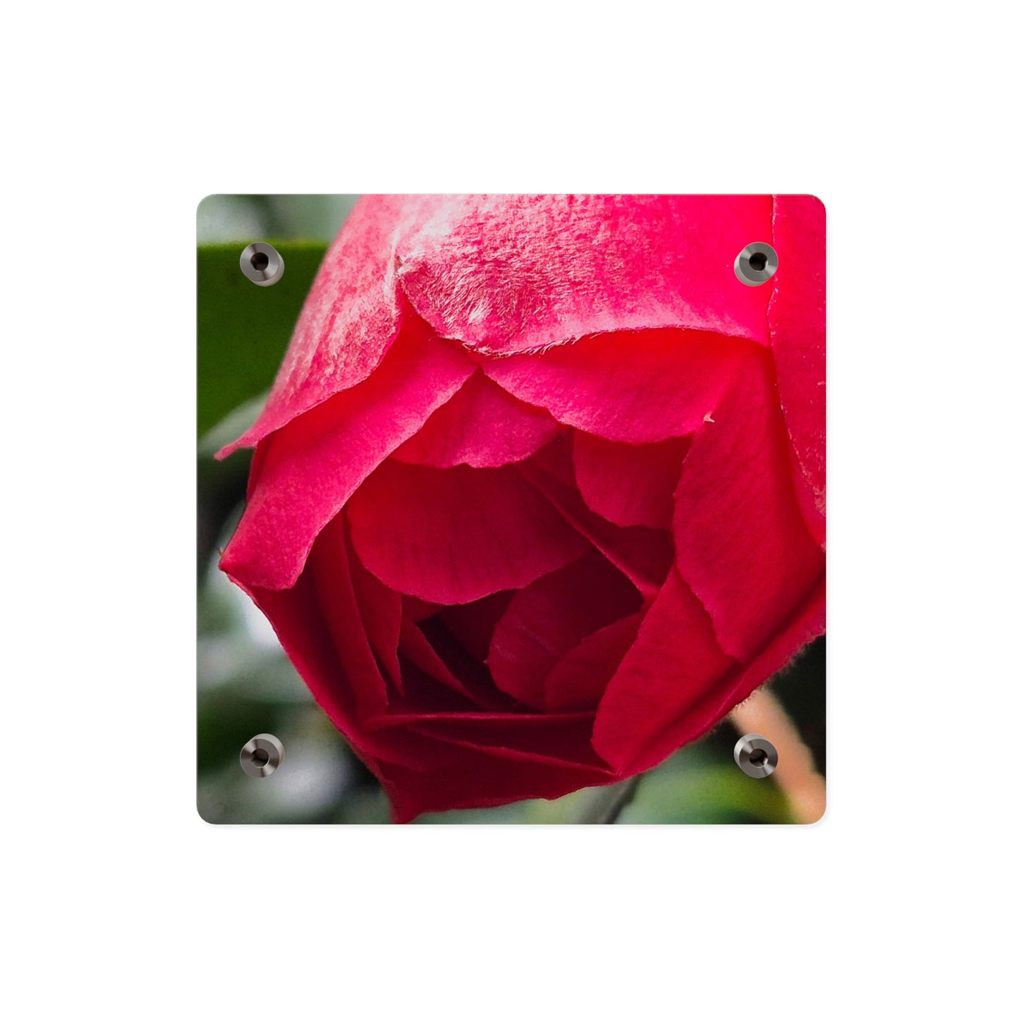 Flower Bud Acrylic Wall Art Panel
