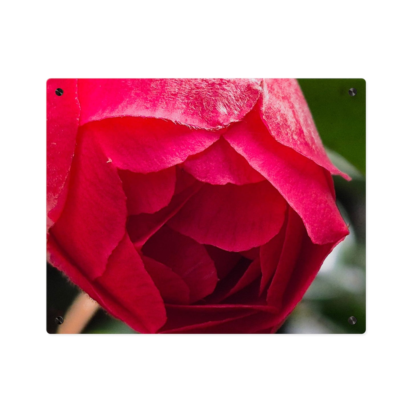 Flower Bud Acrylic Wall Art Panel
