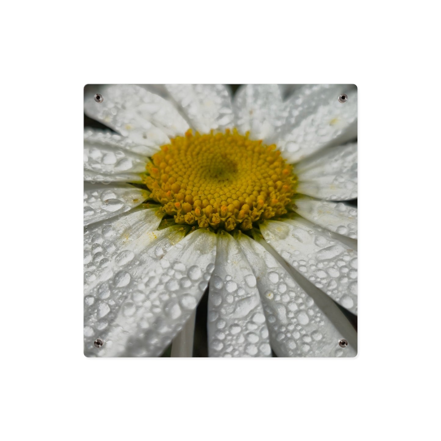Daisy Acrylic Floral Wall Art
