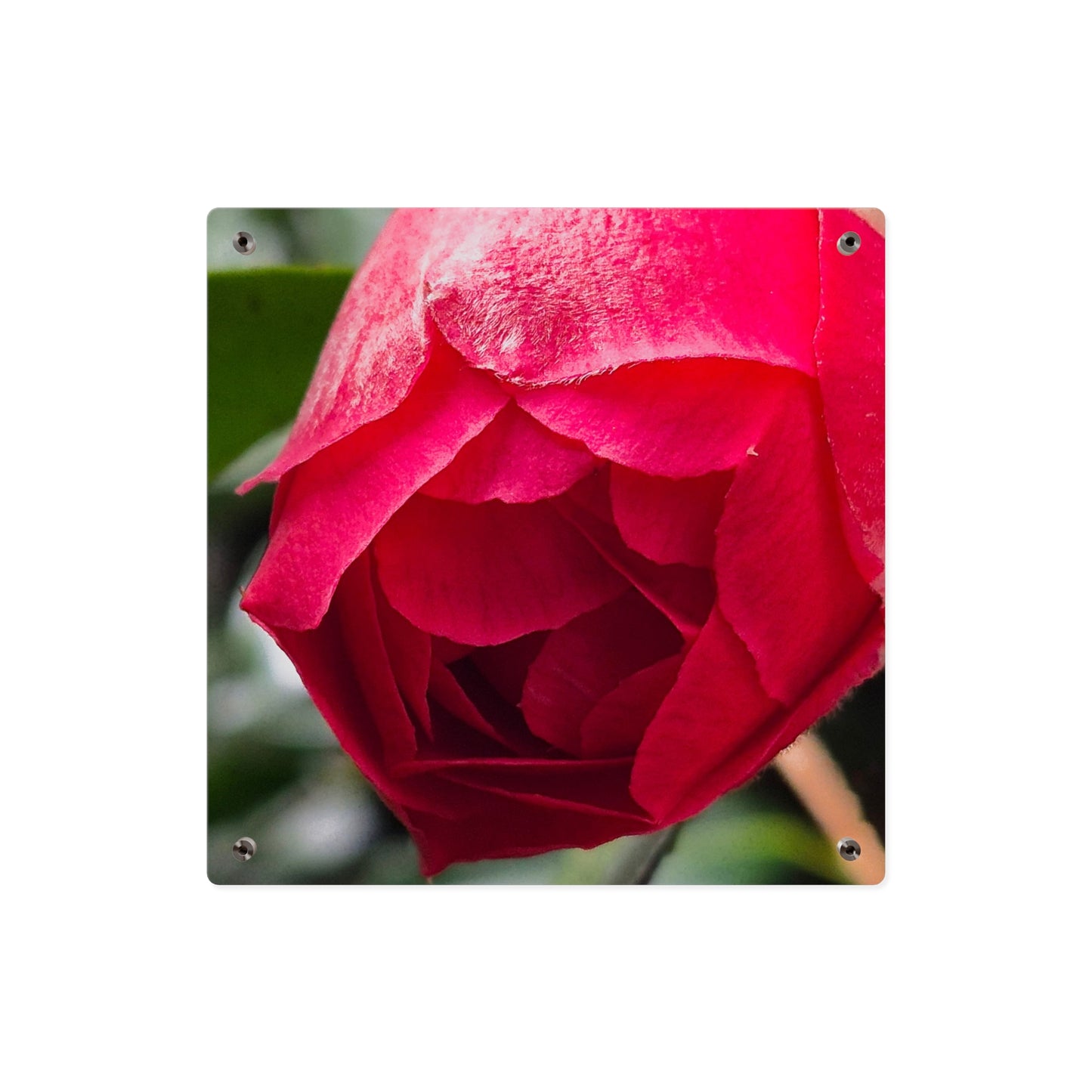 Flower Bud Acrylic Wall Art Panel