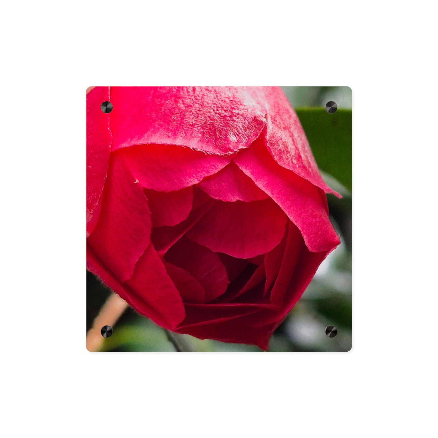 Flower Bud Acrylic Wall Art Panel