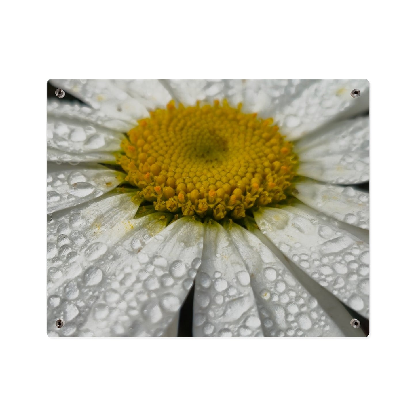 Daisy Acrylic Floral Wall Art