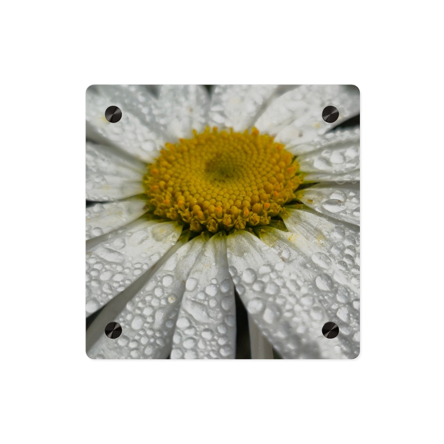 Daisy Acrylic Floral Wall Art