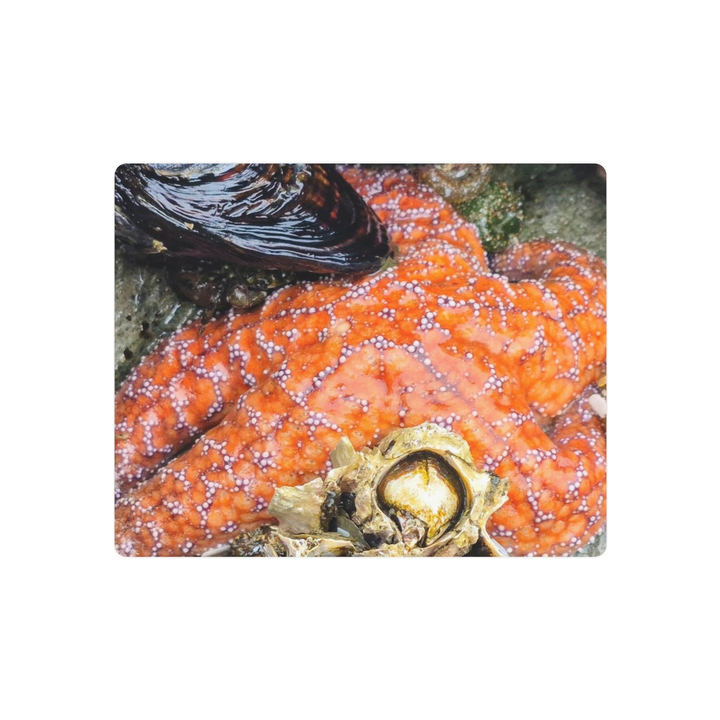 Starfish Metal Wall Art