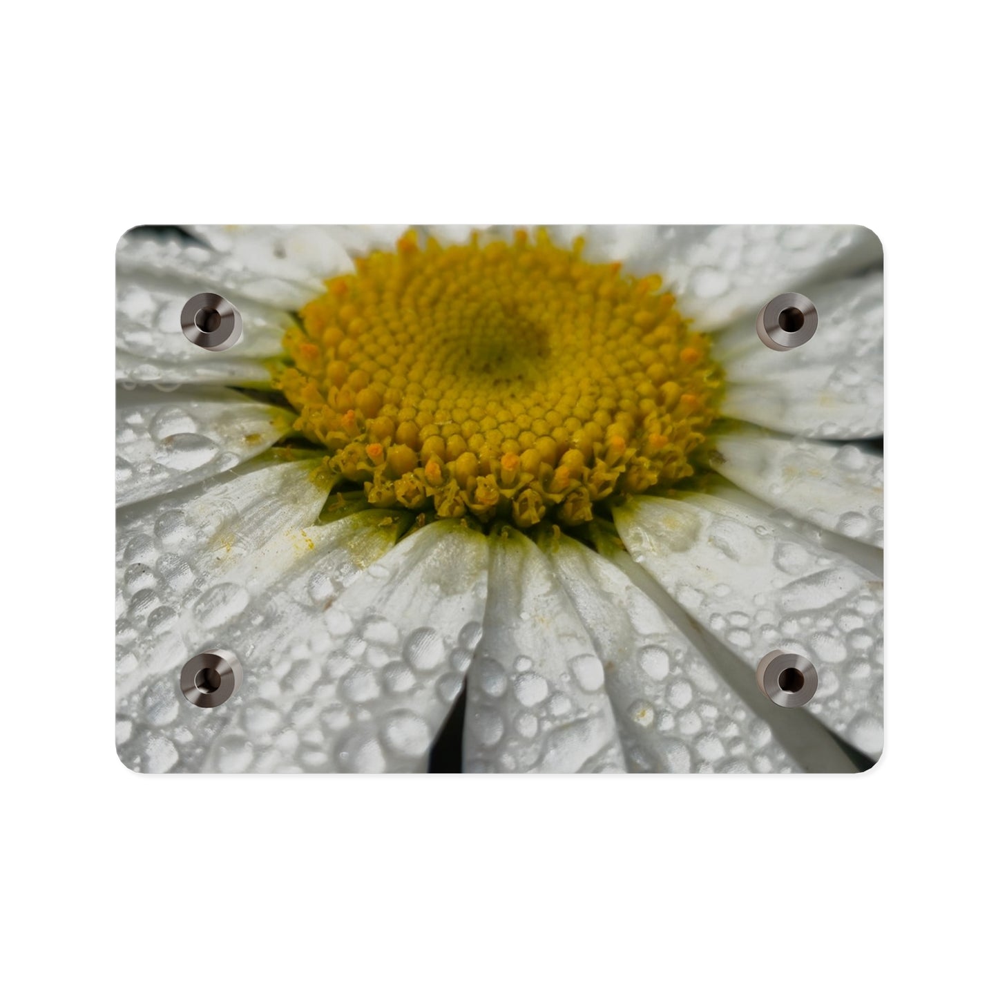 Daisy Acrylic Floral Wall Art