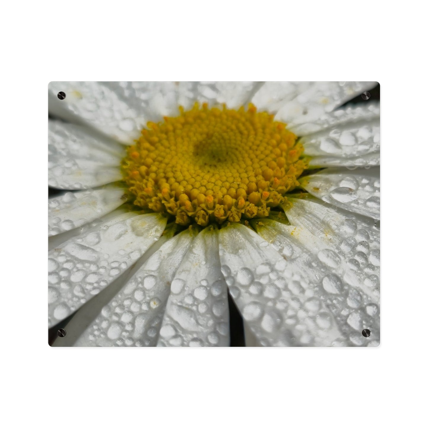 Daisy Acrylic Floral Wall Art