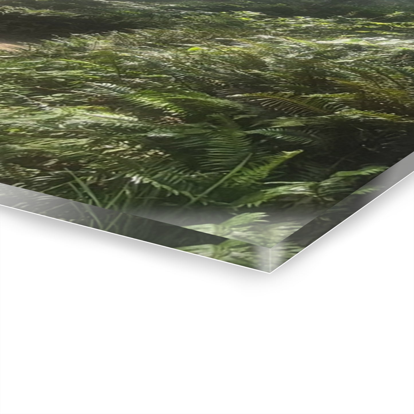 Morning Light Acrylic Wall Art Panels