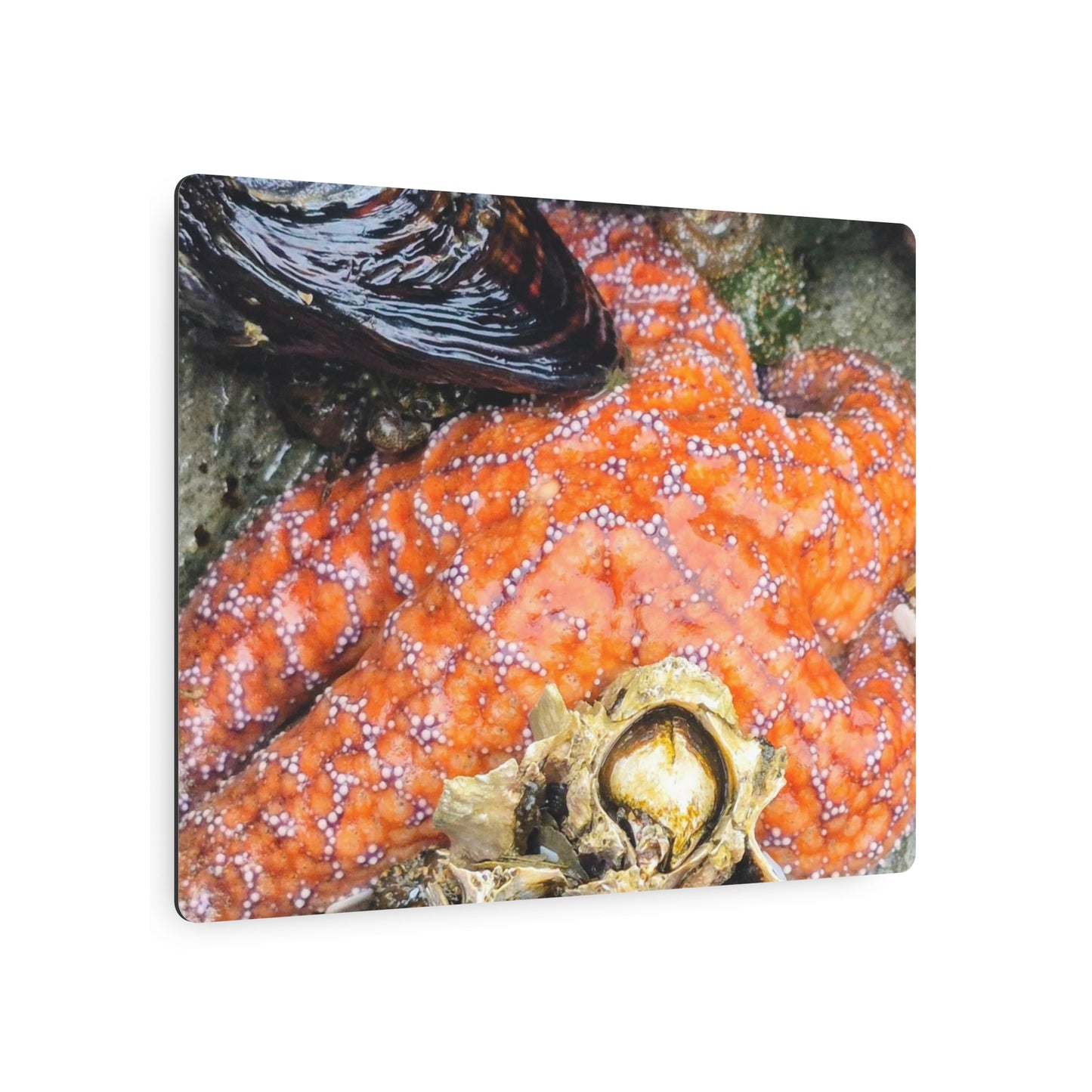 Starfish Metal Wall Art