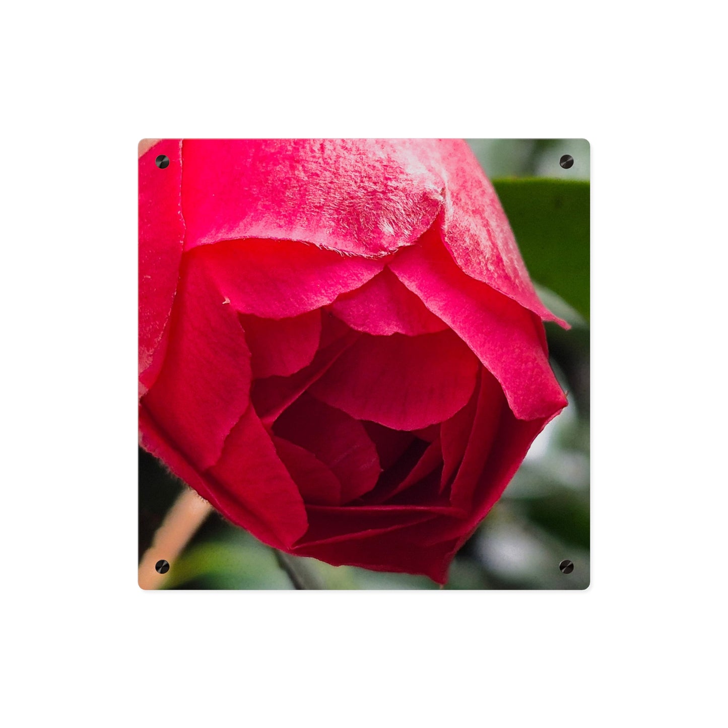 Flower Bud Acrylic Wall Art Panel