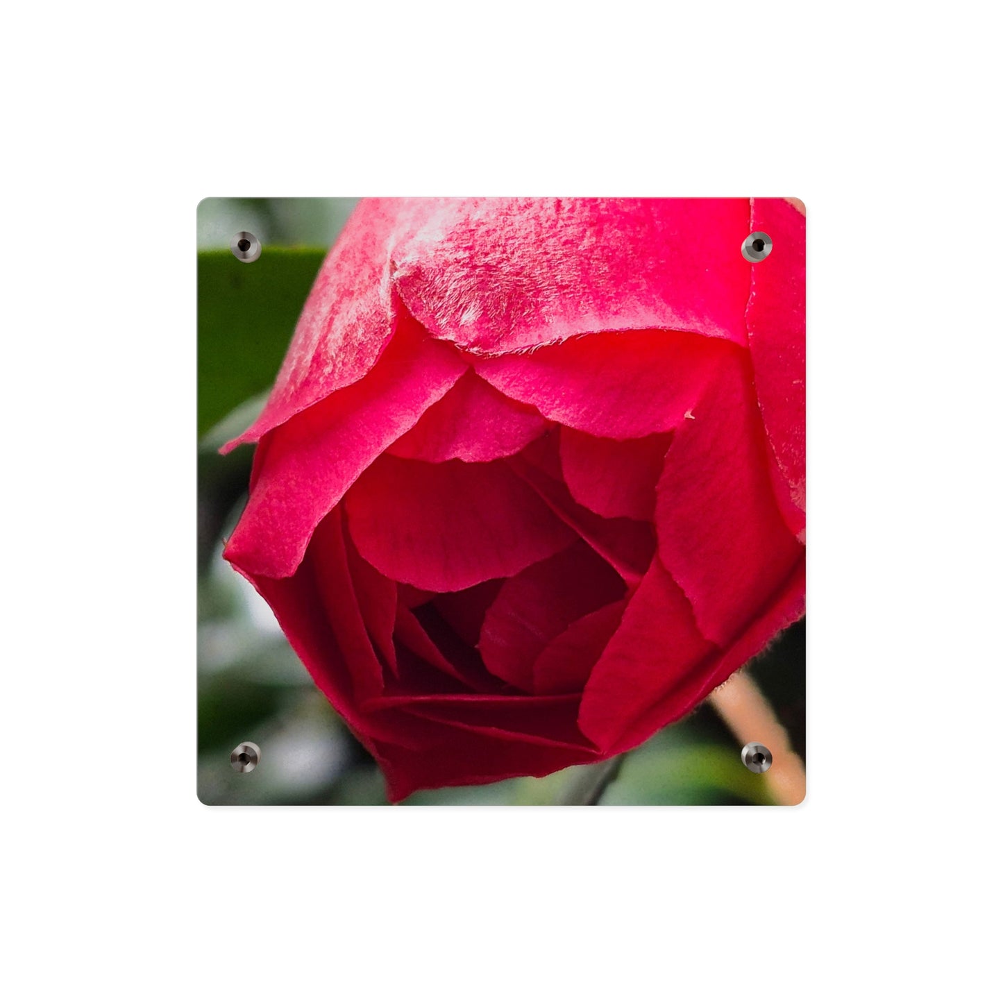 Flower Bud Acrylic Wall Art Panel