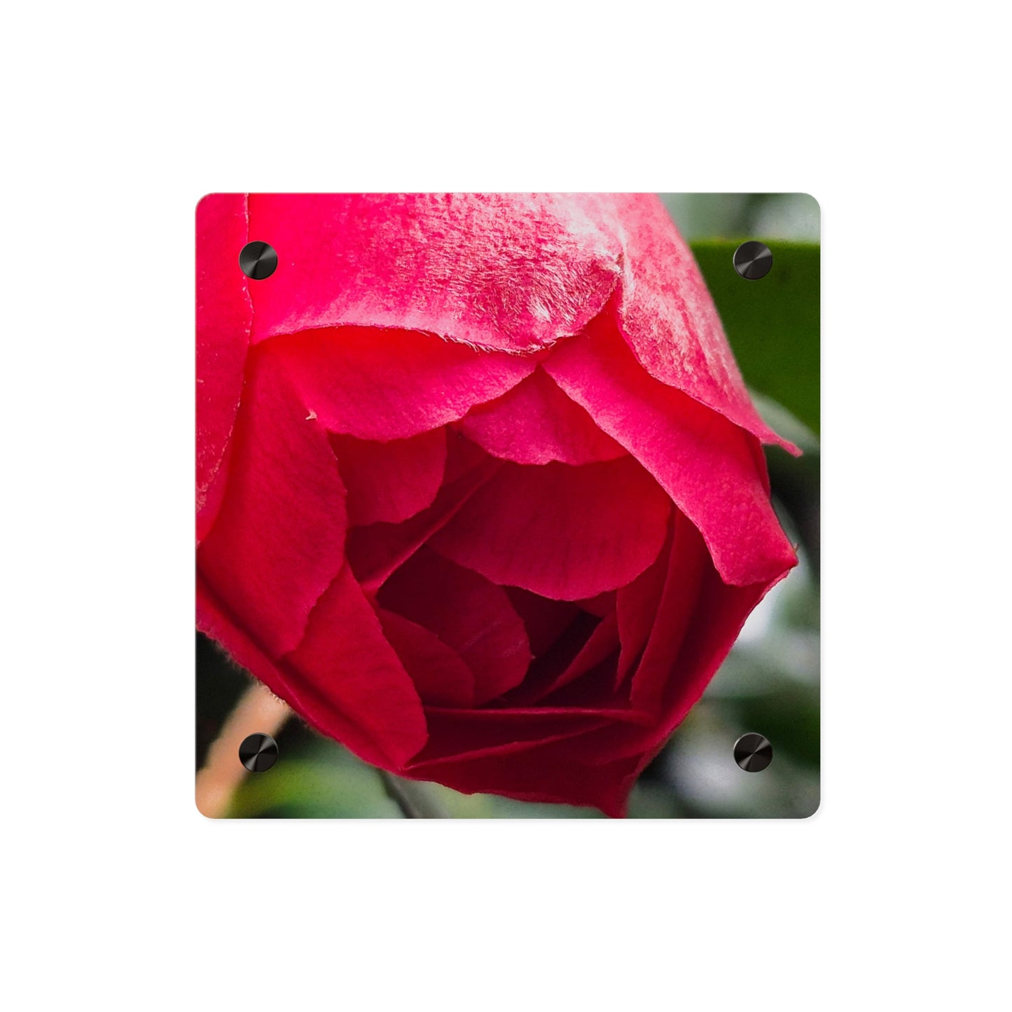 Flower Bud Acrylic Wall Art Panel