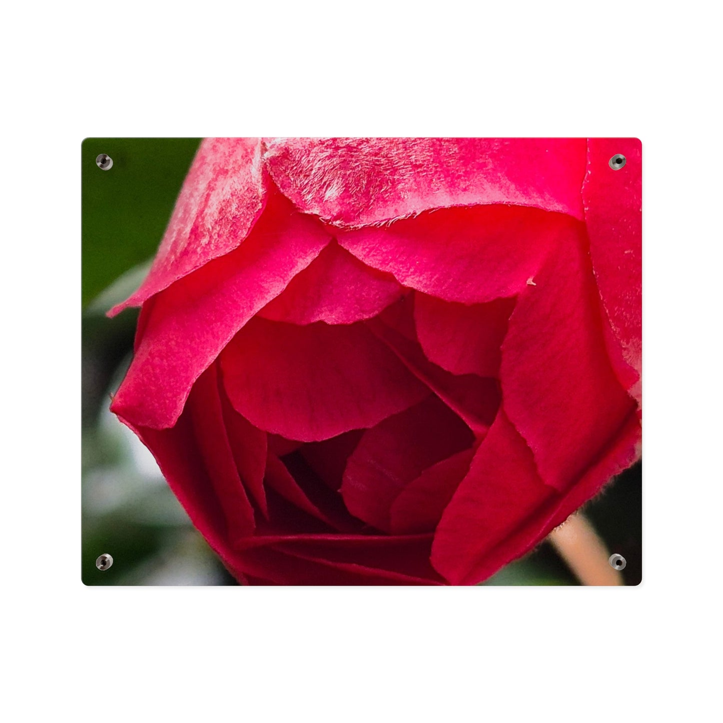 Flower Bud Acrylic Wall Art Panel