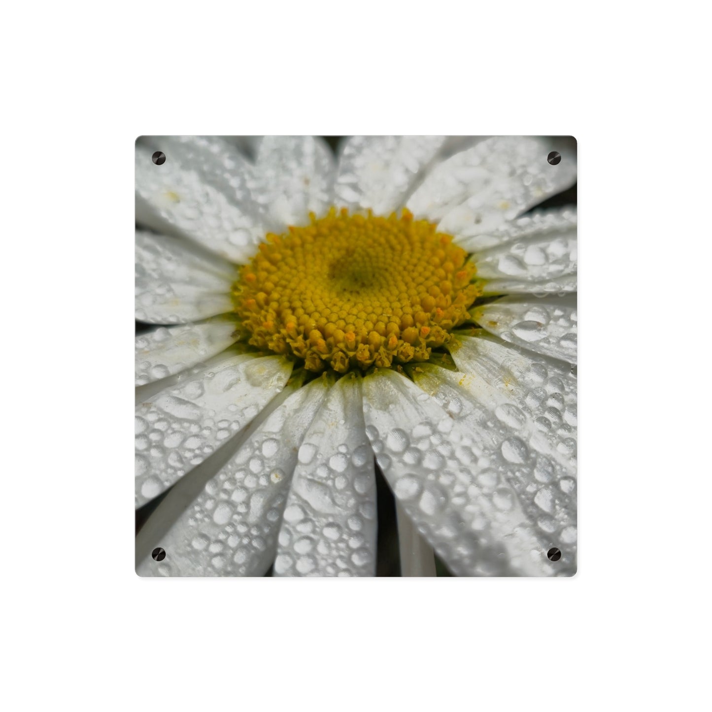 Daisy Acrylic Floral Wall Art
