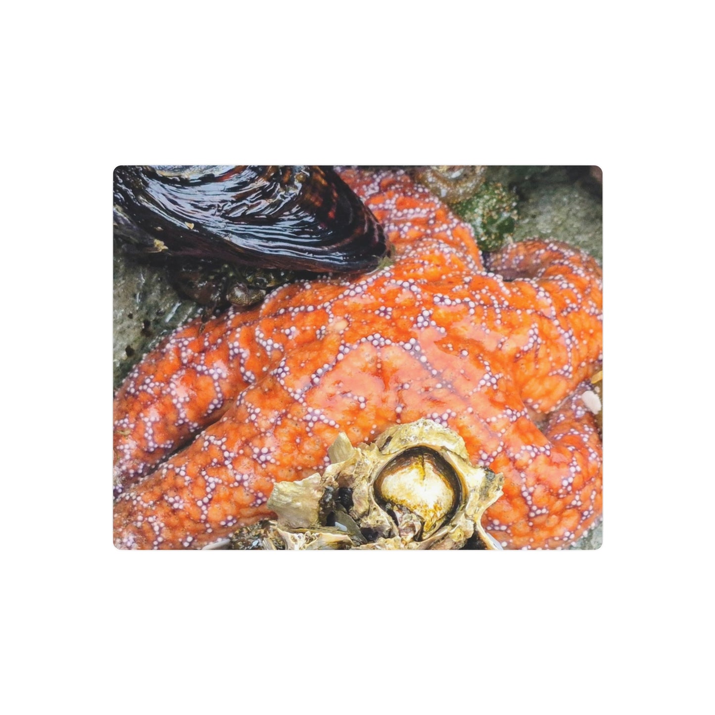 Starfish Metal Wall Art