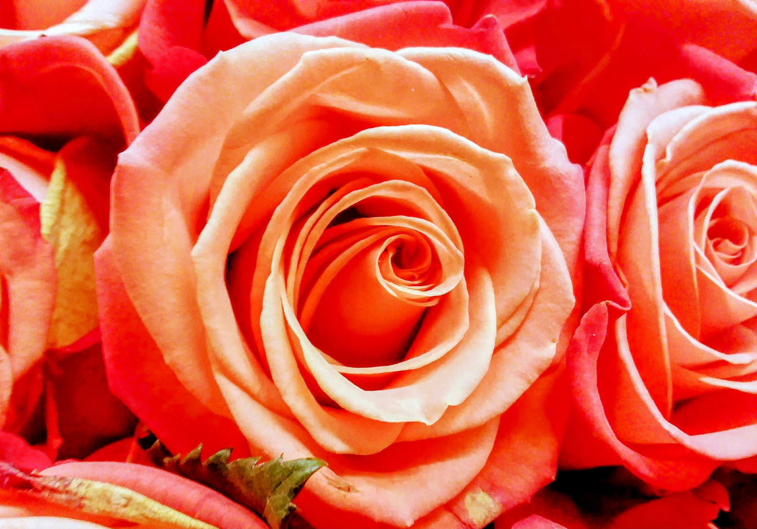 Everything Flowers Wall Art Collection