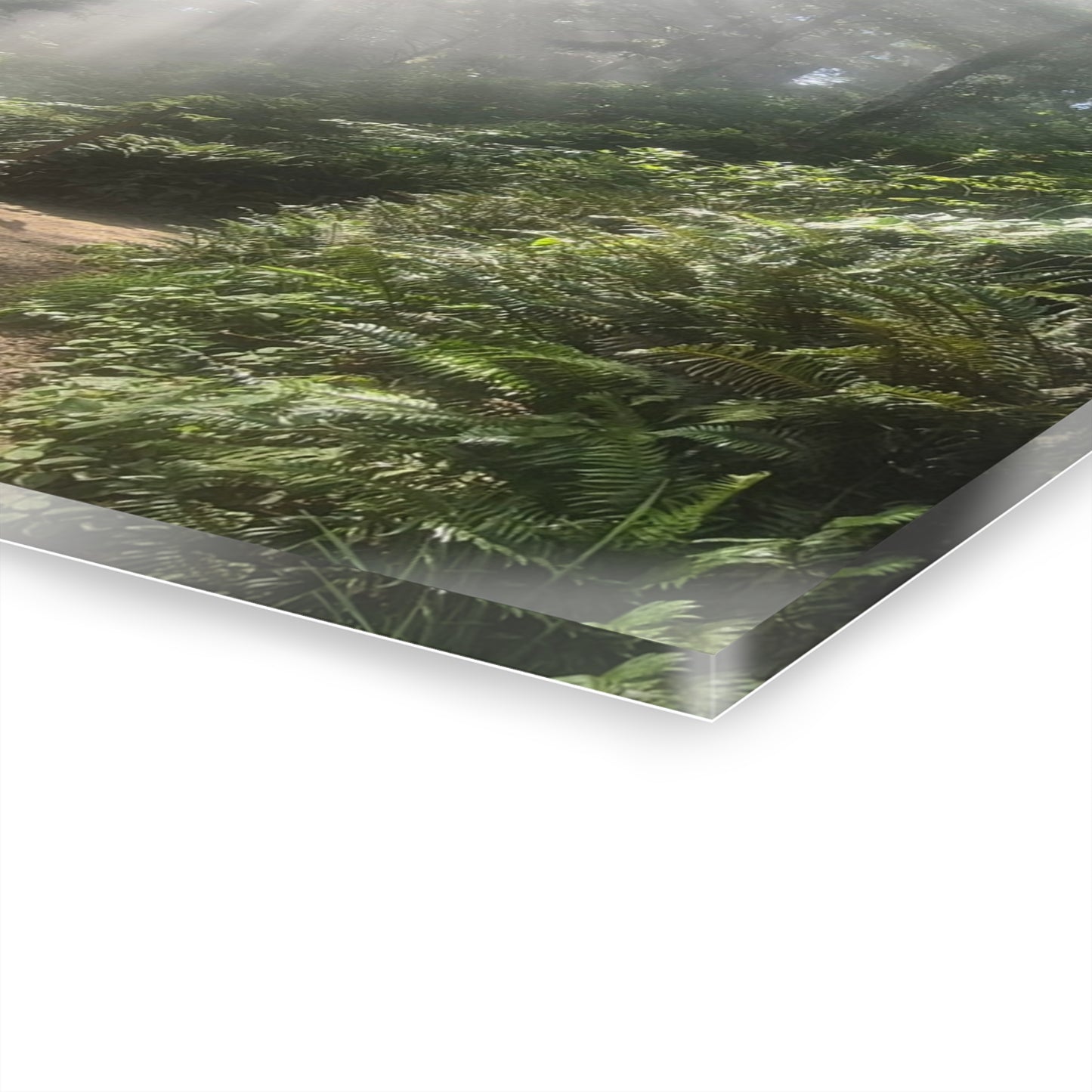 Morning Light Acrylic Wall Art Panels