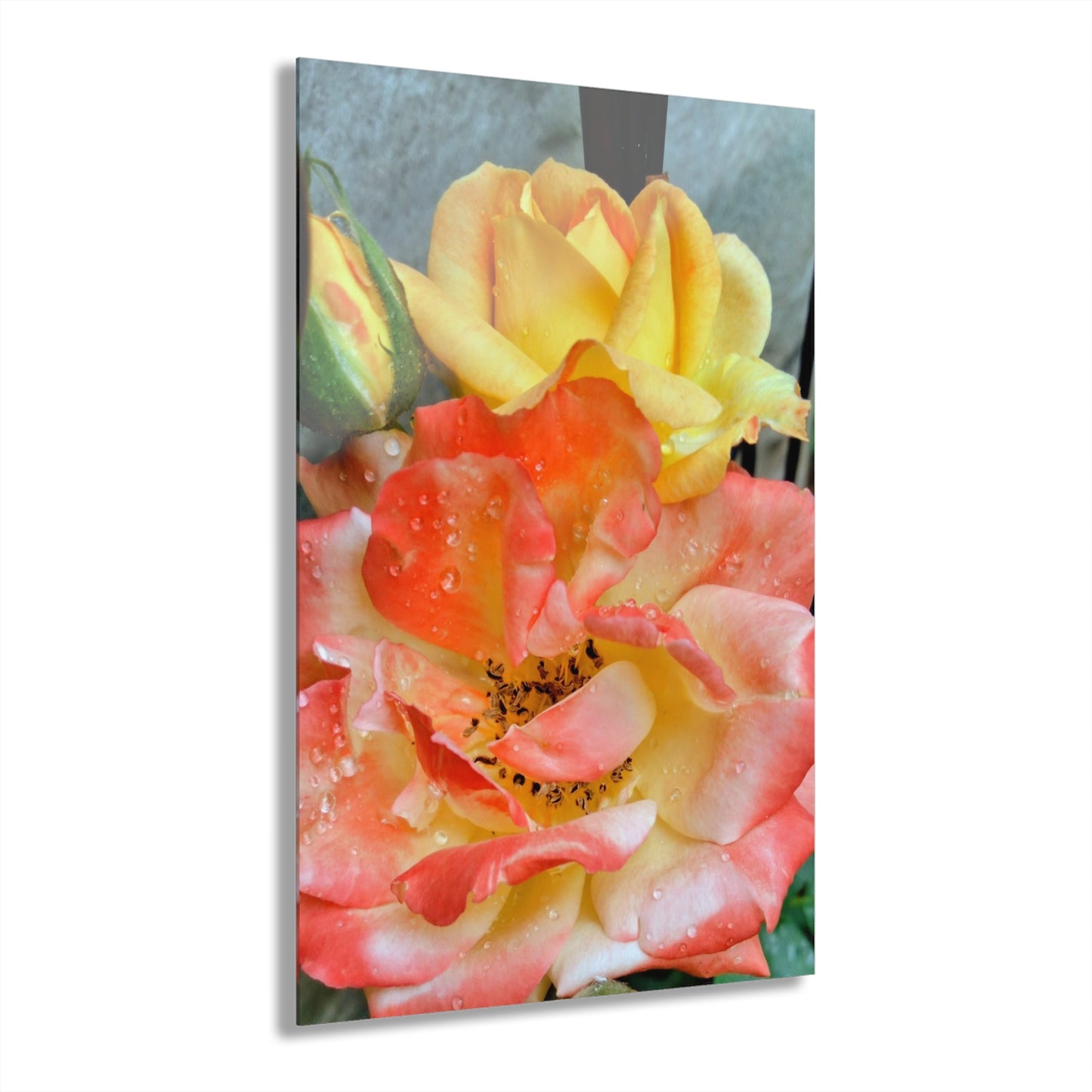 Pink Rose Acrylic Print