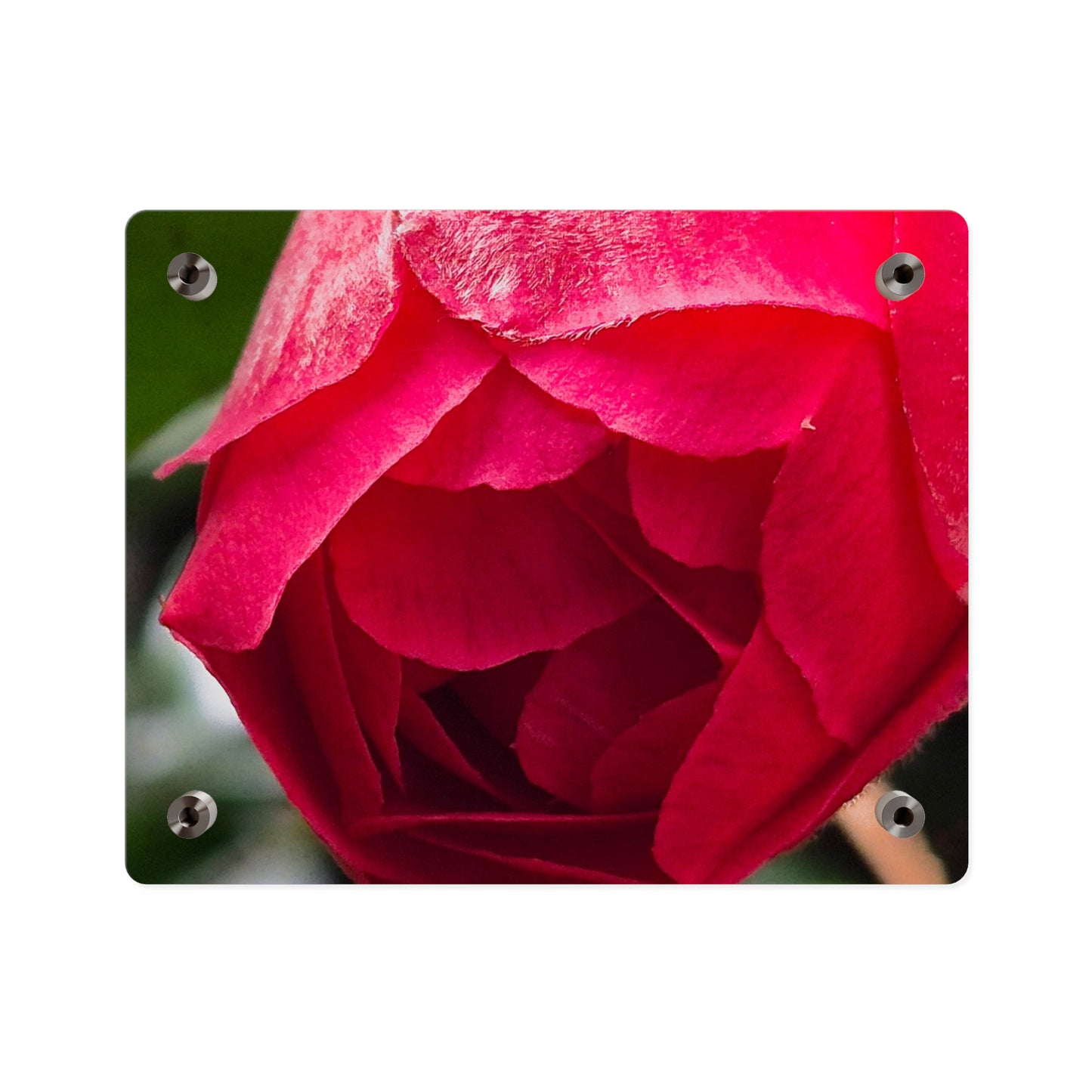 Flower Bud Acrylic Wall Art Panel