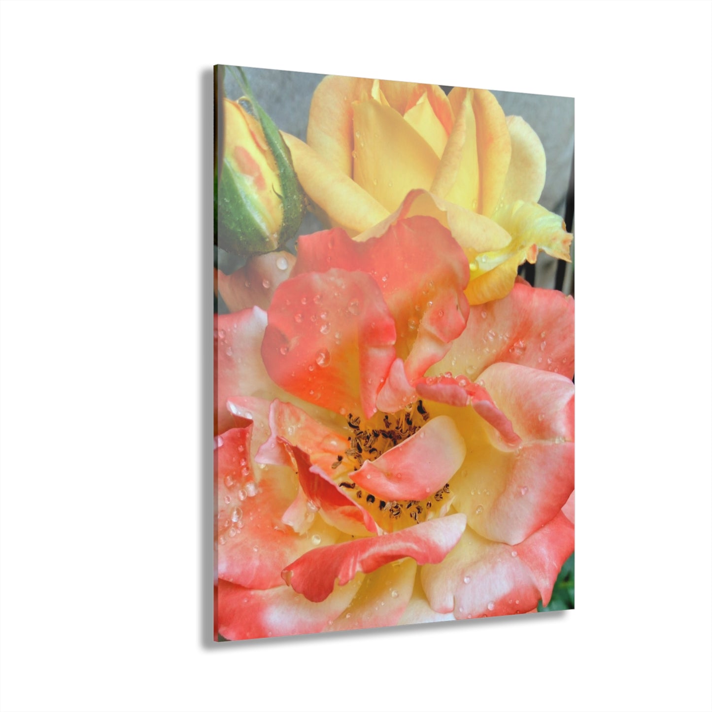 Pink Rose Acrylic Print