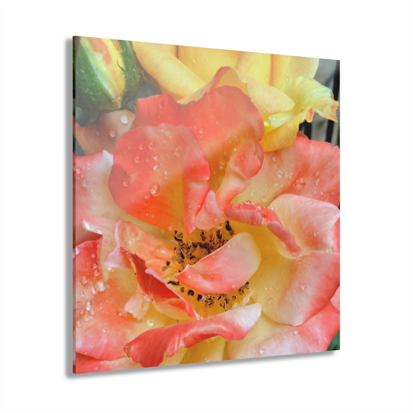 Pink Rose Acrylic Print