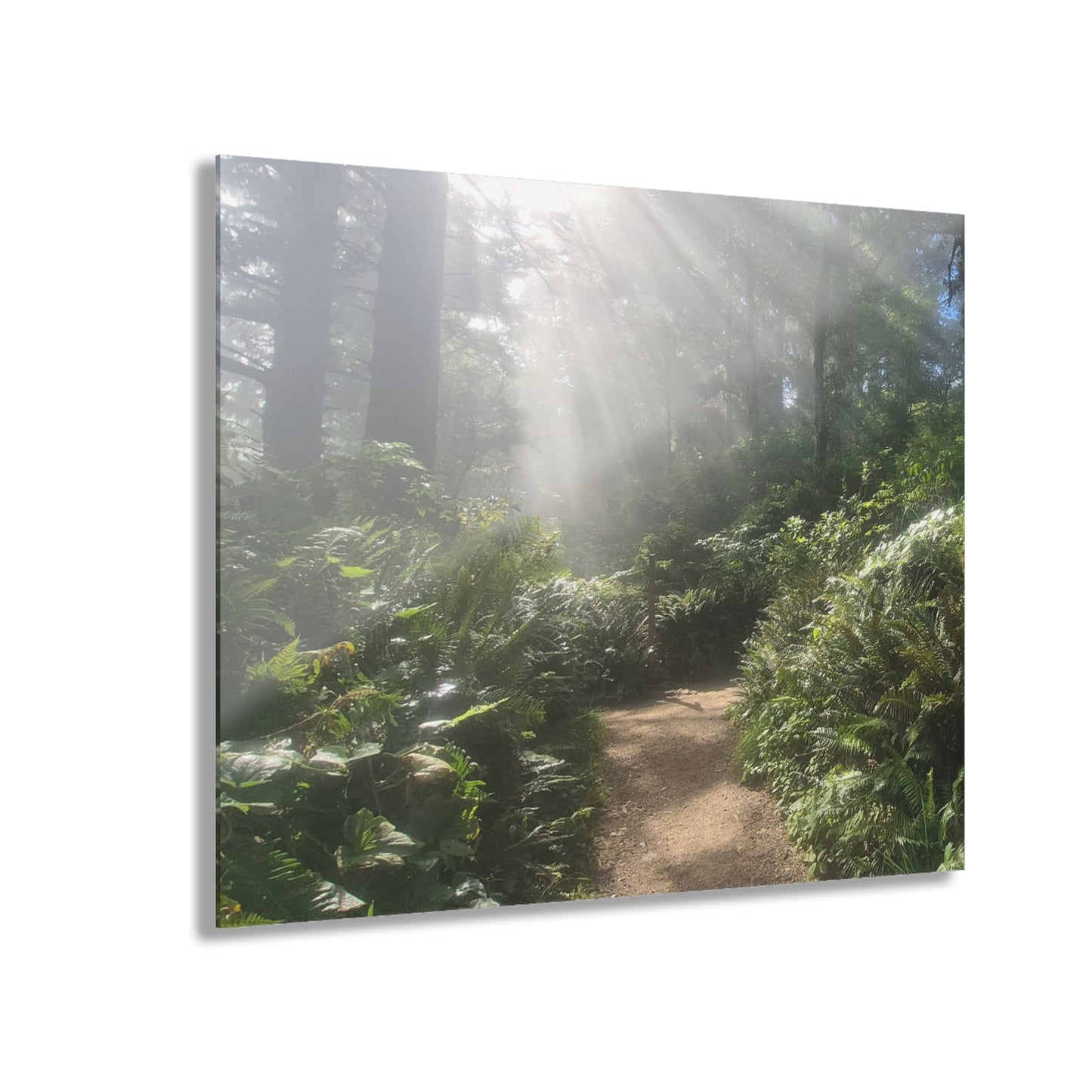 Morning Light Acrylic Wall Art Panels