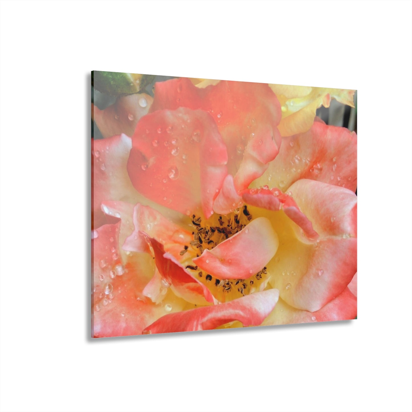 Pink Rose Acrylic Print