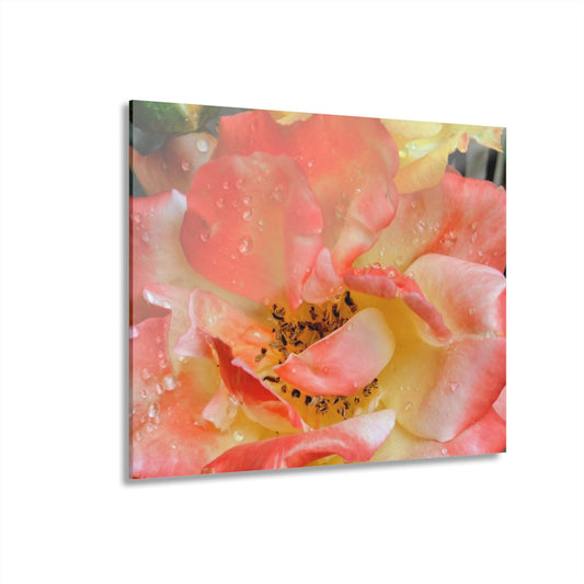 Pink Rose Acrylic Print
