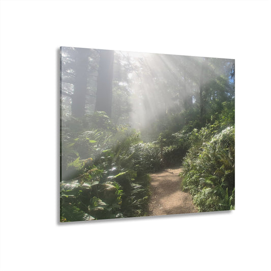 Morning Light Acrylic Wall Art Panels