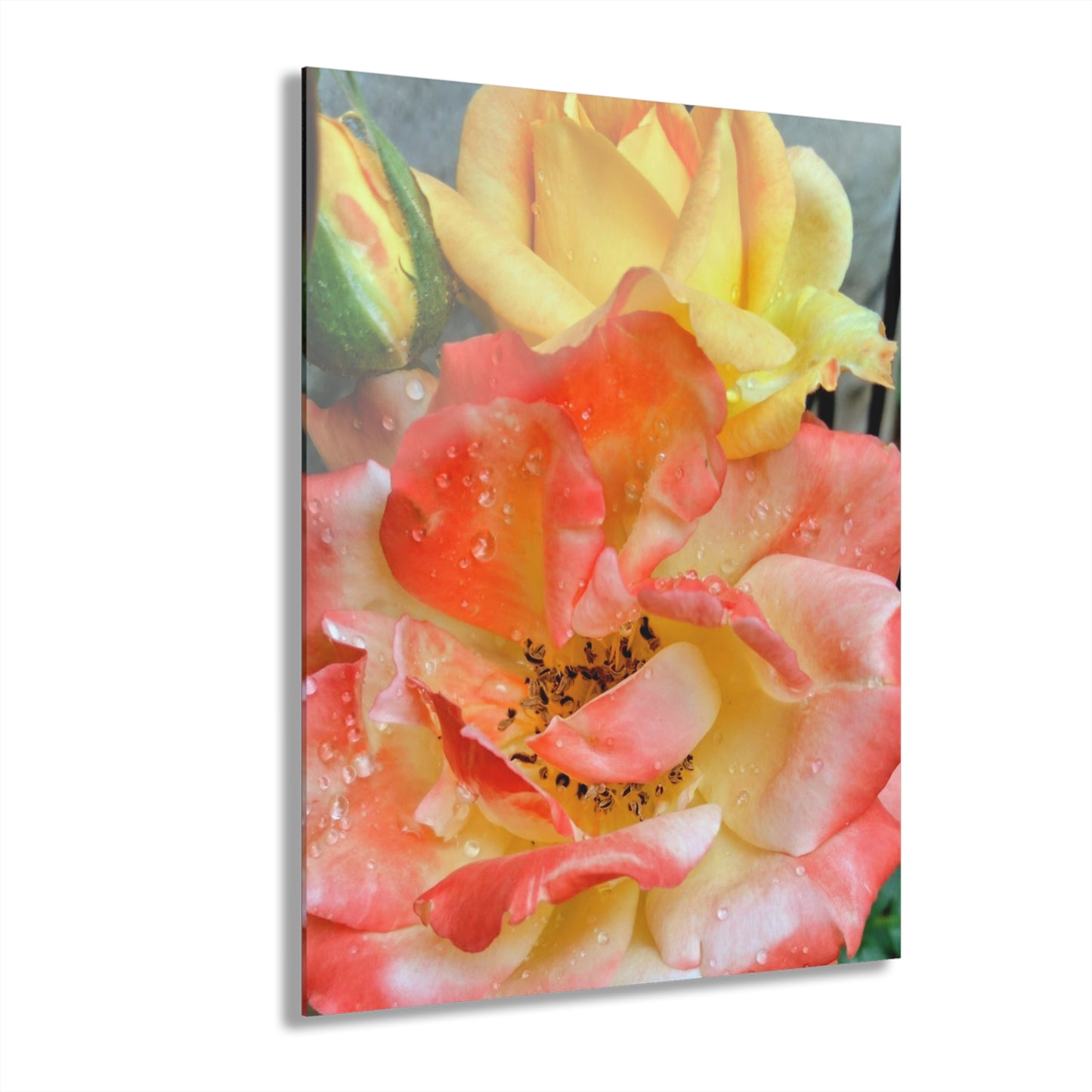 Pink Rose Acrylic Print