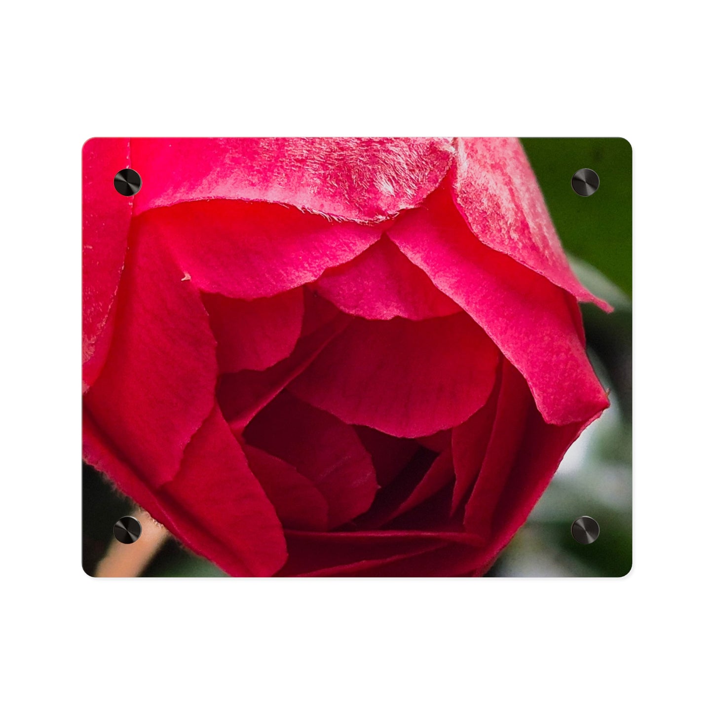 Flower Bud Acrylic Wall Art Panel