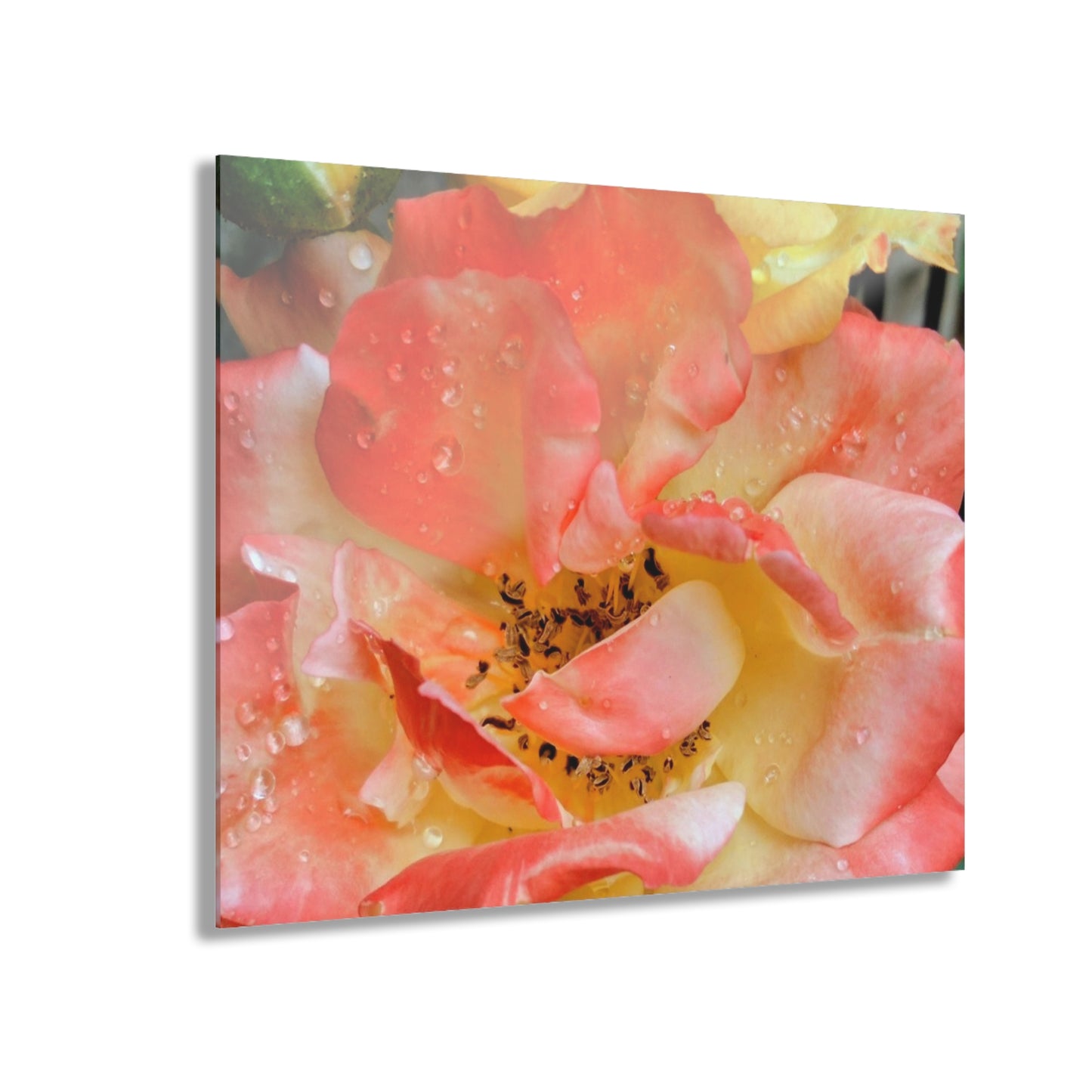 Pink Rose Acrylic Print