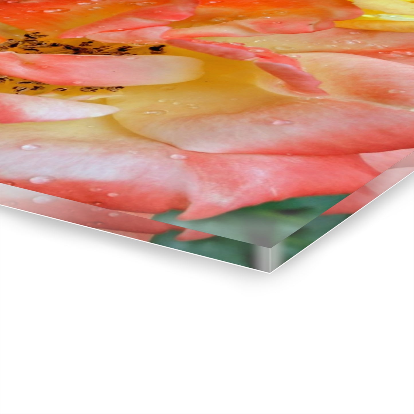 Pink Rose Acrylic Print