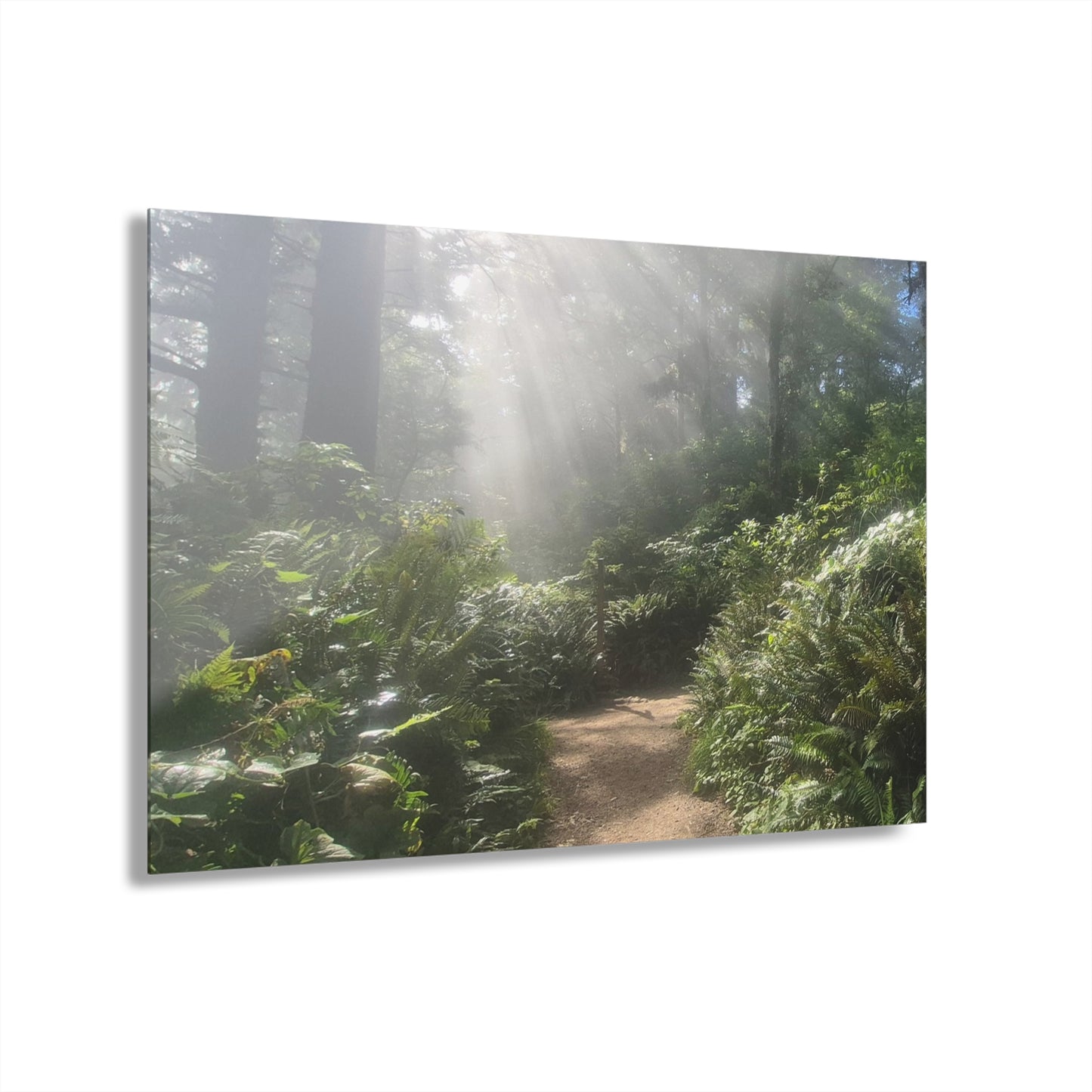 Morning Light Acrylic Wall Art Panels