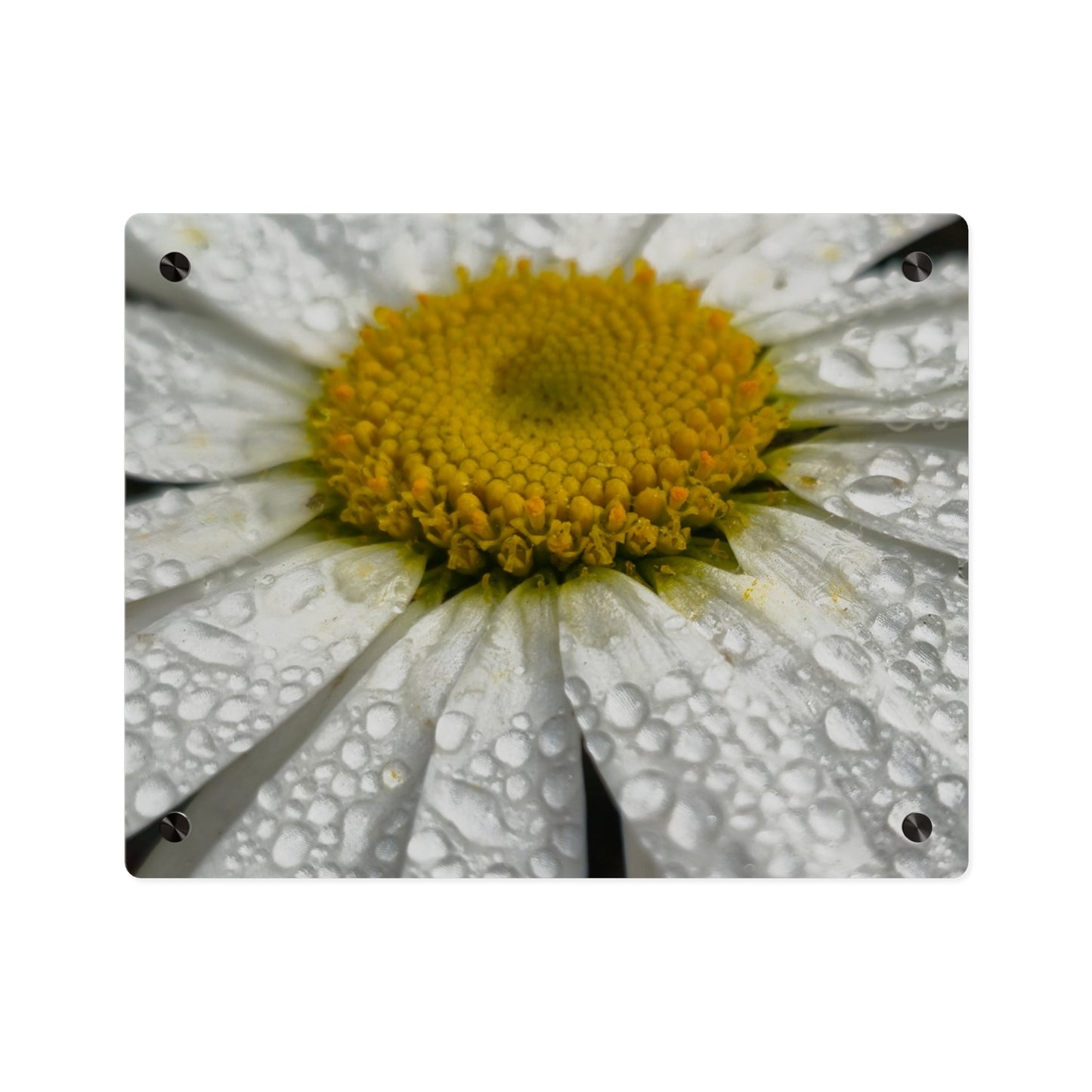 Daisy Acrylic Floral Wall Art